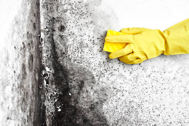 Best Local Mold Removal Service  in Gulf Hills, MS