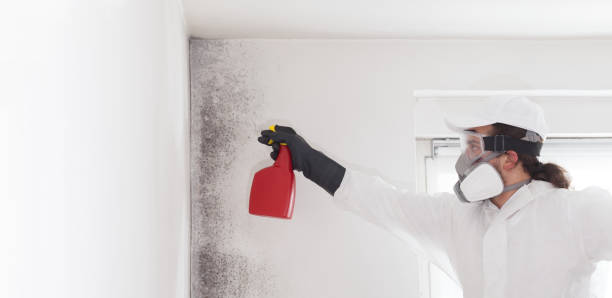 Best Fast Mold Removal  in Gulf Hills, MS