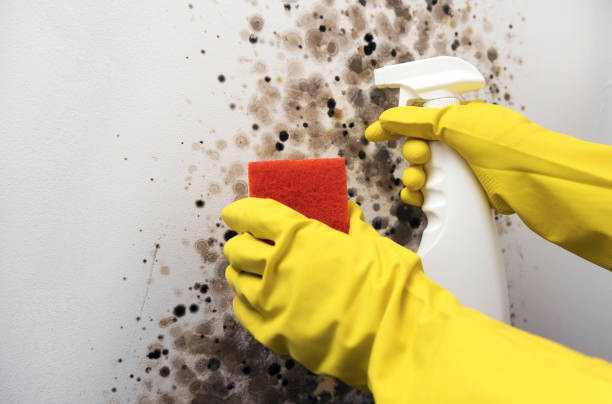 Best Professional Mold Removal  in Gulf Hills, MS