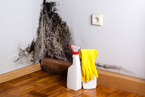 Best Attic Mold Removal  in Gulf Hills, MS