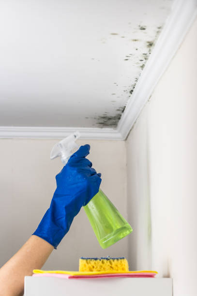 Best Residential Mold Removal  in Gulf Hills, MS